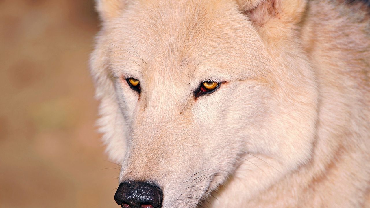 Обои волк, белый, глаза, нос