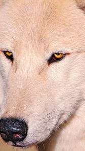 Превью обои волк, белый, глаза, нос