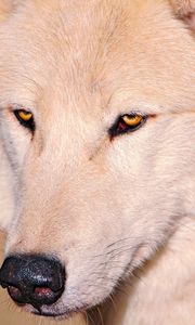 Превью обои волк, белый, глаза, нос