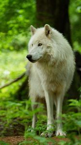 Превью обои волк, белый, хищник, взгляд, дикая природа