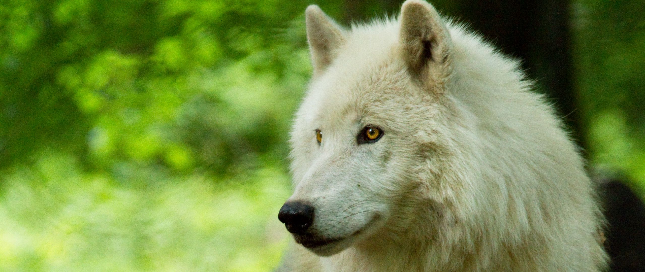 Белый пушистый волк