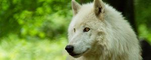Превью обои волк, белый, хищник, взгляд, дикая природа