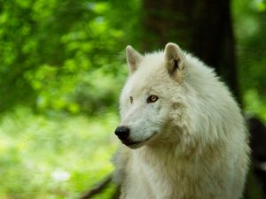 Превью обои волк, белый, хищник, взгляд, дикая природа