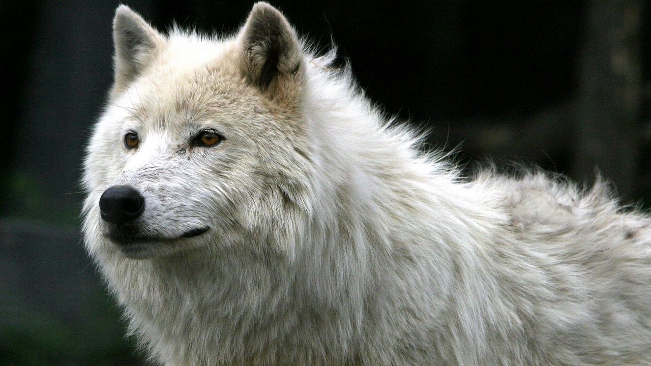 Обои волк, белый, шерсть, хищник
