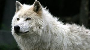 Превью обои волк, белый, шерсть, хищник