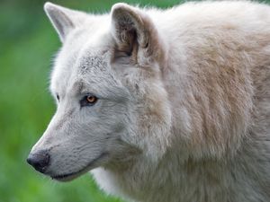 Превью обои волк, белый волк, хищник, животное, дикий