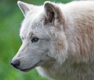 Превью обои волк, белый волк, хищник, животное, дикий