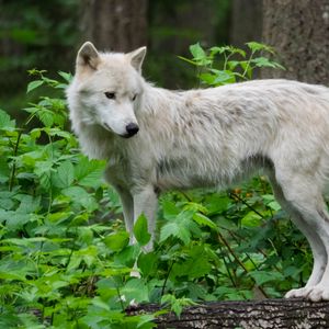 Превью обои волк, белый, зверь, животное, дикая природа