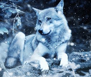 Превью обои волк, фотошоп, хищник, дикая природа