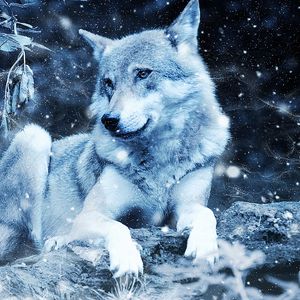 Превью обои волк, фотошоп, хищник, дикая природа