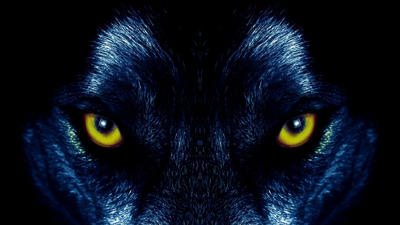 Обои волк, глаза, хищник, взгляд