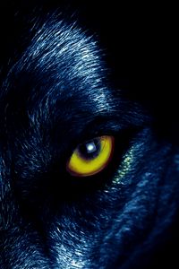 Превью обои волк, глаза, хищник, взгляд