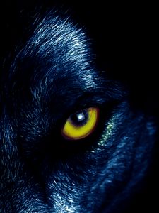 Превью обои волк, глаза, хищник, взгляд