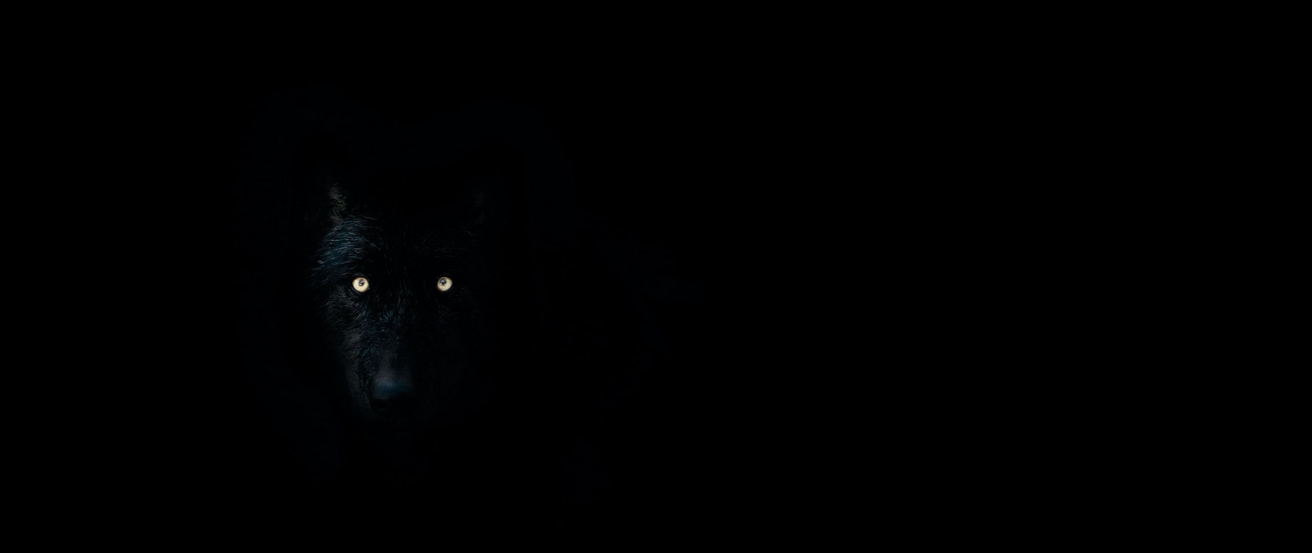 Волчьи глаза в темноте