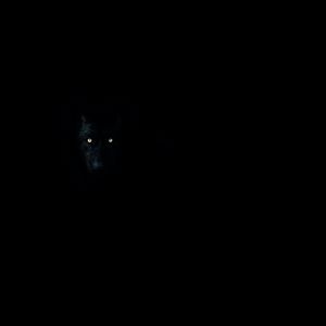 Превью обои волк, глаза, темнота, темный, животное