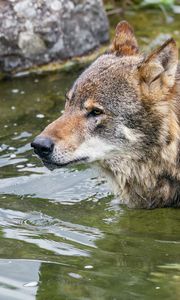 Превью обои волк, голова, хищник, дикий, животное, вода