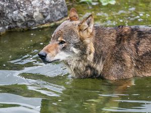 Превью обои волк, голова, хищник, дикий, животное, вода