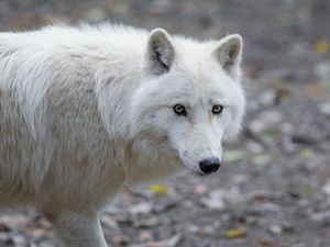 Превью обои волк, хищник, белый, взгляд