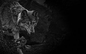Превью обои волк, хищник, чб, зверь, дикая природа
