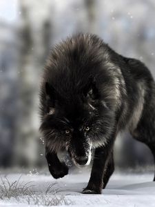 Превью обои волк, хищник, черный, дикая природа, собака