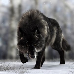 Превью обои волк, хищник, черный, дикая природа, собака