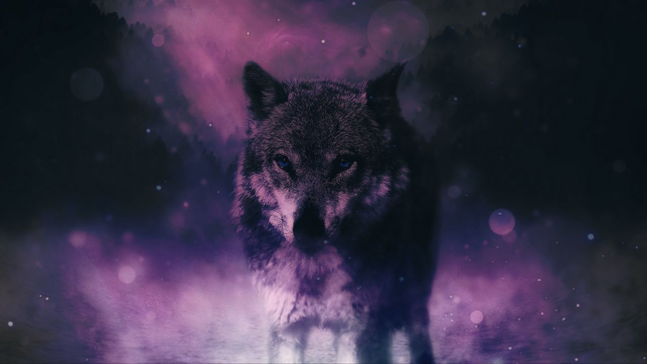 Обои волк, хищник, дикая природа, фотошоп, взгляд