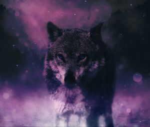 Превью обои волк, хищник, дикая природа, фотошоп, взгляд