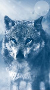 Превью обои волк, хищник, фотошоп, взгляд, блики