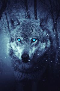 Превью обои волк, хищник, фотошоп, арт