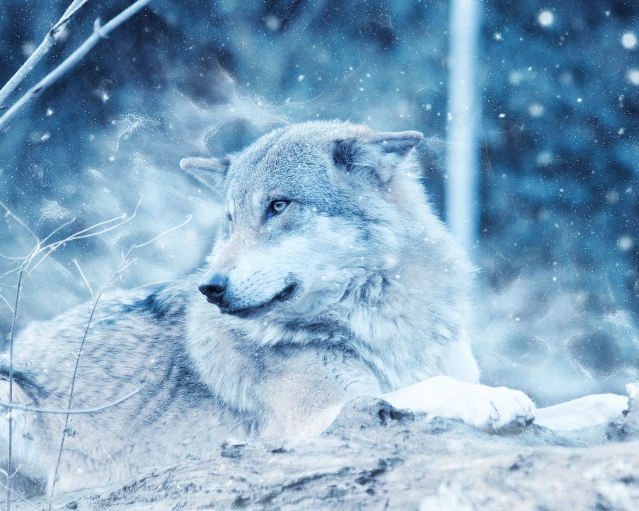 Снежный волк20