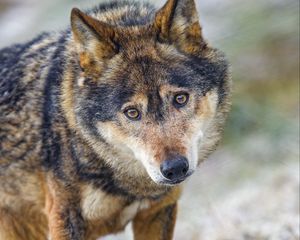 Превью обои волк, хищник, глаза, дикая природа, животное