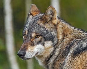 Превью обои волк, хищник, голова, размытие, дикое животное