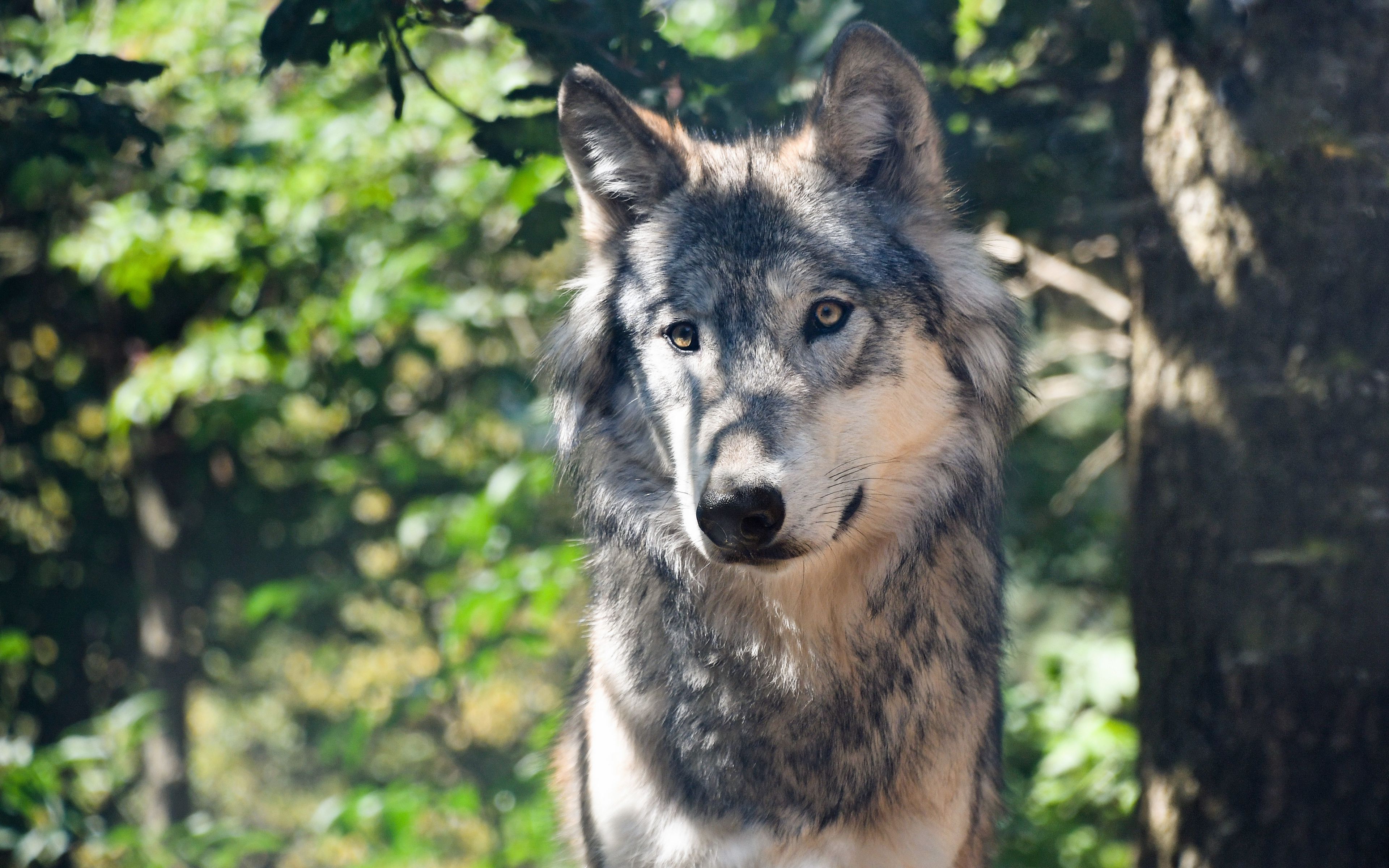 Карпатский волк
