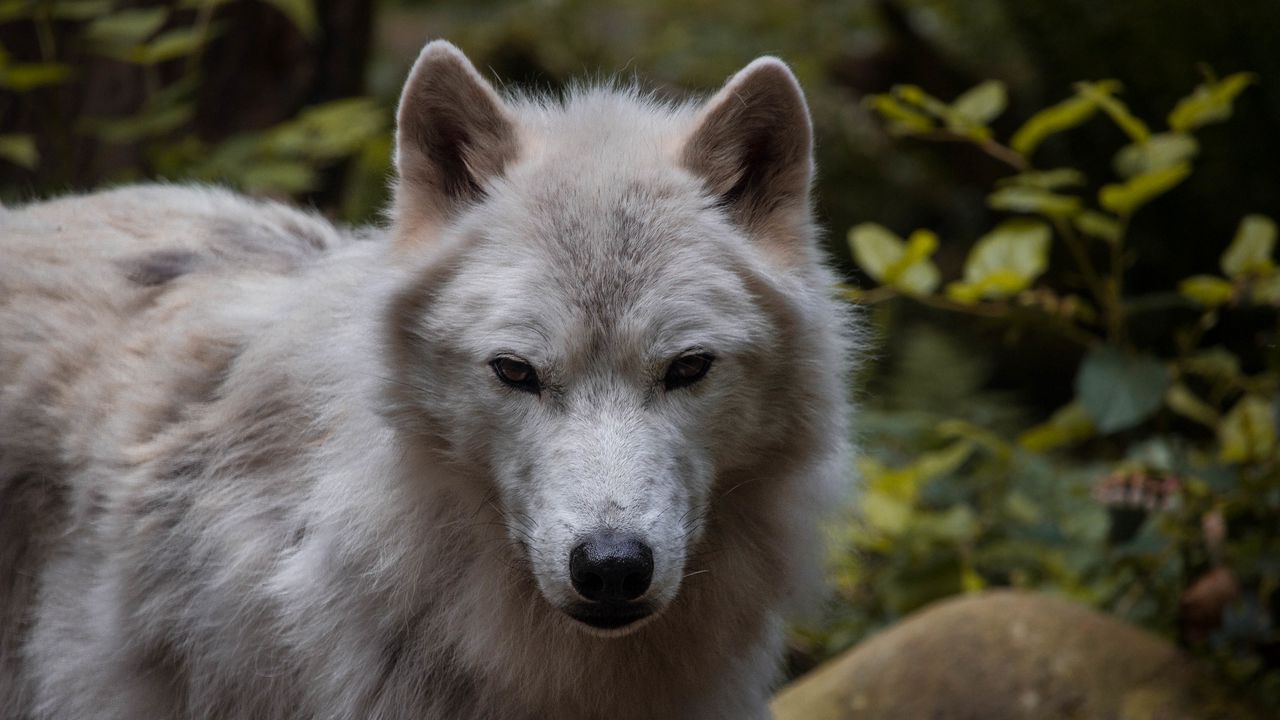 Обои волк, хищник, морда, белый, животное