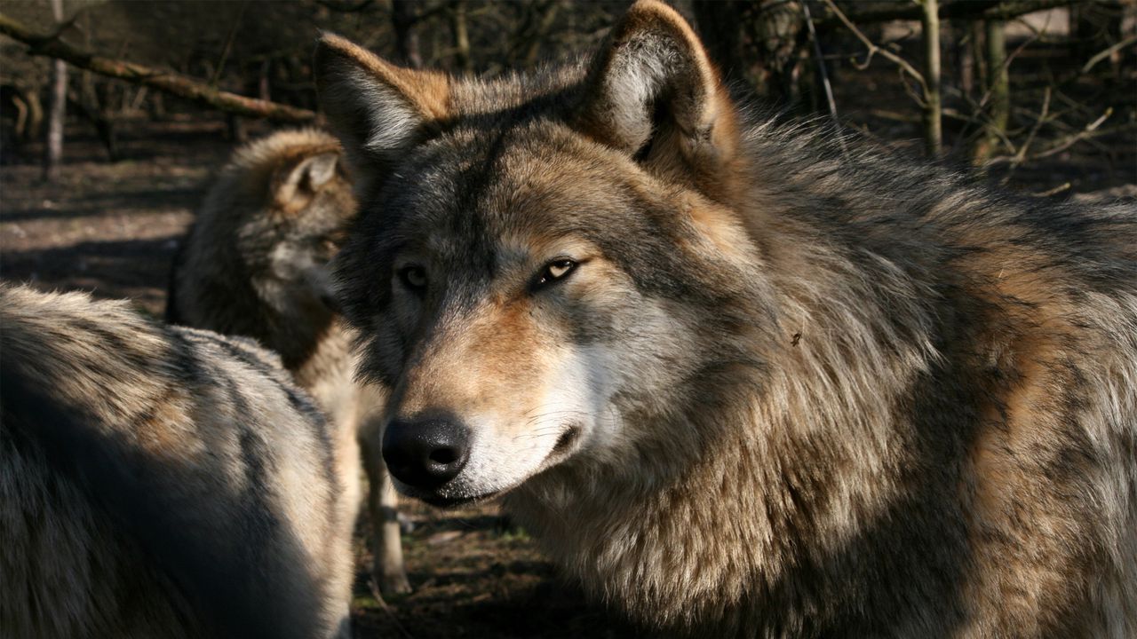 Обои волк, хищник, морда, дикий