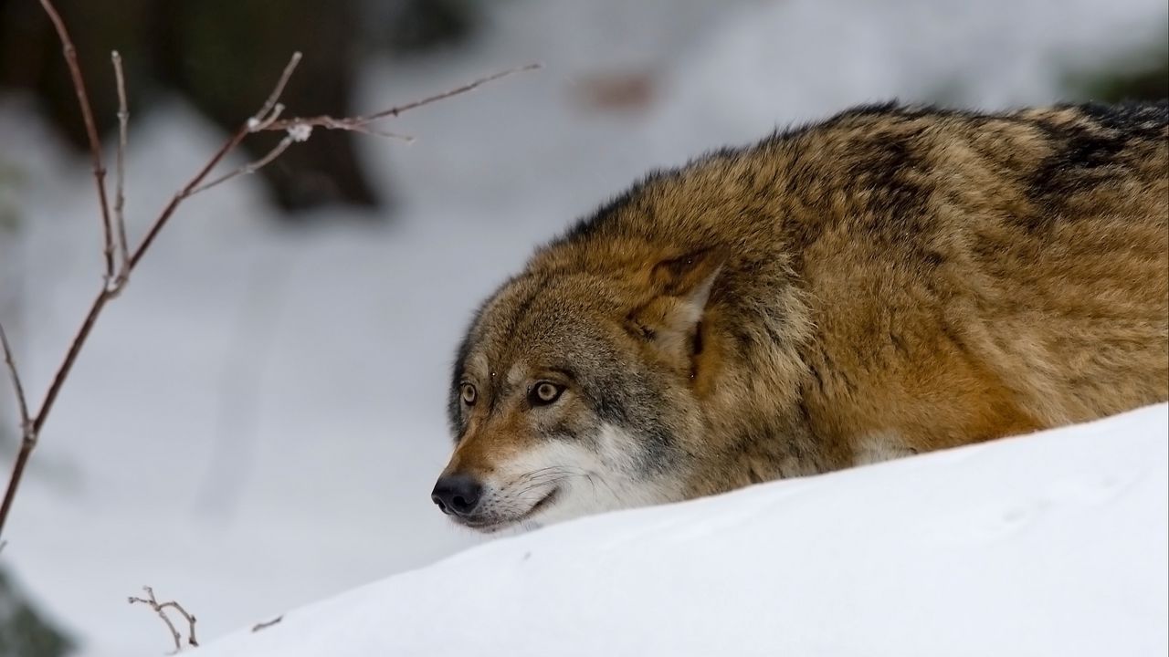 Обои волк, хищник, охота, снег