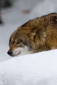 Превью обои волк, хищник, охота, снег