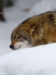 Превью обои волк, хищник, охота, снег
