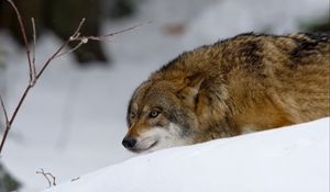 Превью обои волк, хищник, охота, снег