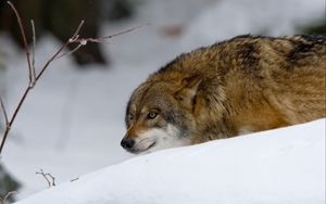 Превью обои волк, хищник, охота, снег