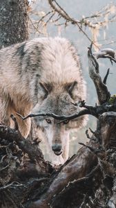 Превью обои волк, хищник, оскал, дерево, ветки, дикая природа