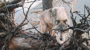 Превью обои волк, хищник, оскал, дерево, ветки, дикая природа