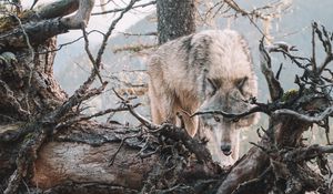 Превью обои волк, хищник, оскал, дерево, ветки, дикая природа