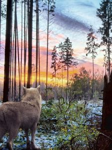 Превью обои волк, хищник, природа, лес, деревья, ветки, белый, небо, пейзаж