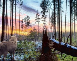 Превью обои волк, хищник, природа, лес, деревья, ветки, белый, небо, пейзаж