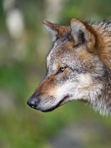 Превью обои волк, хищник, размытие, дикая природа, профиль