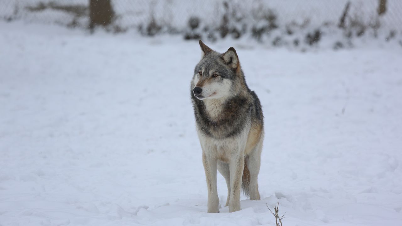 Обои волк, хищник, серый, снег, забор