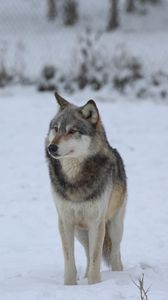 Превью обои волк, хищник, серый, снег, забор