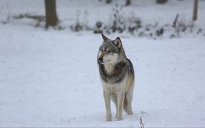 Превью обои волк, хищник, серый, снег, забор