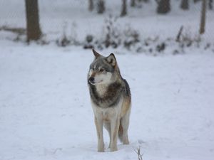 Превью обои волк, хищник, серый, снег, забор